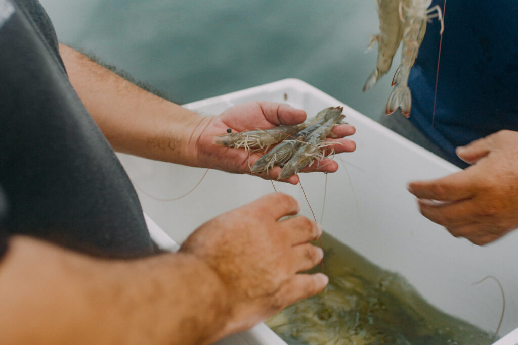 A fisherman holds several shrimp in his left hand.