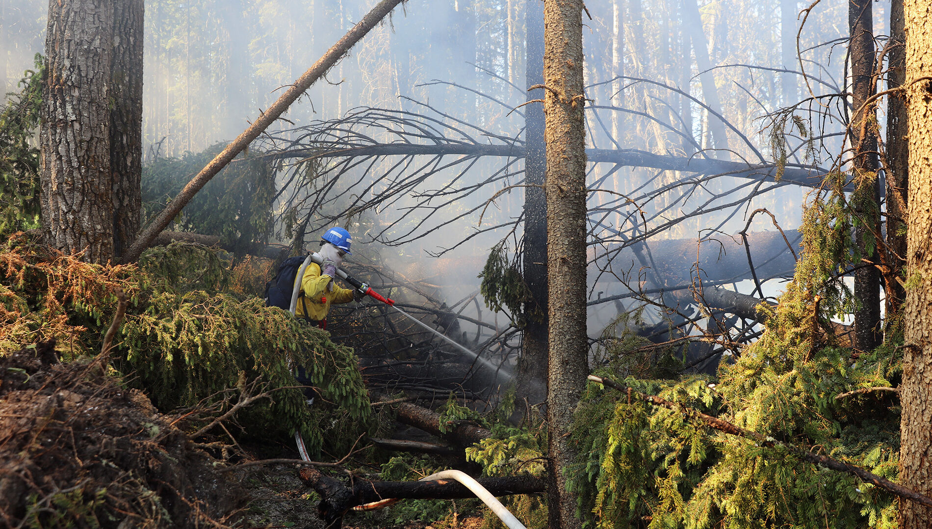 A firefighter with a hose spraying the ground in a burn forest