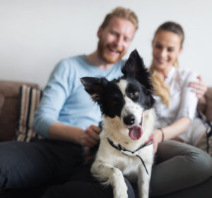 A dog sits with its tongue out while sitting on the laps of a man and a woman.