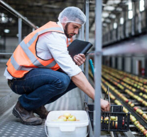 Man wearing a hairnet gathering eggs in a food processing facility