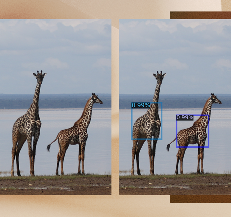 Two photos of a pair of giraffes, the right one including data displayed.